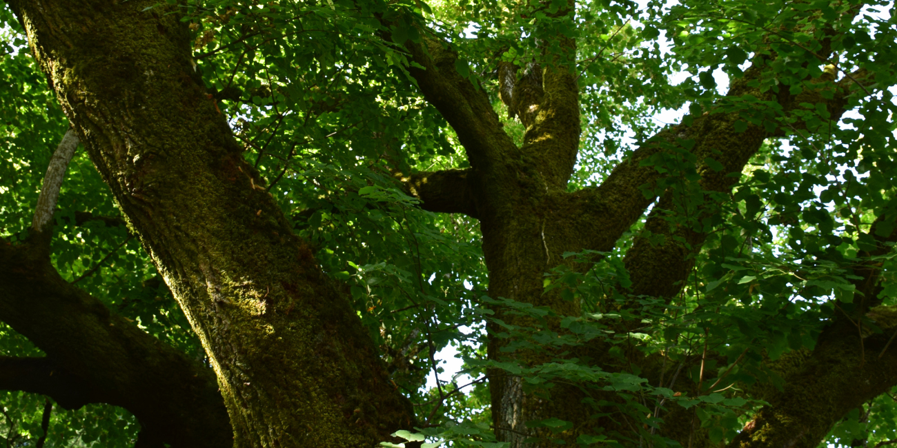 Le Chal'arbre remarquable !, Parc naturel régional Périgord-Limousin Le Chalard
