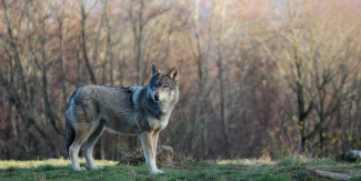 Rencontrez les loups de Chabrières au parc animalier des Monts de Guéret